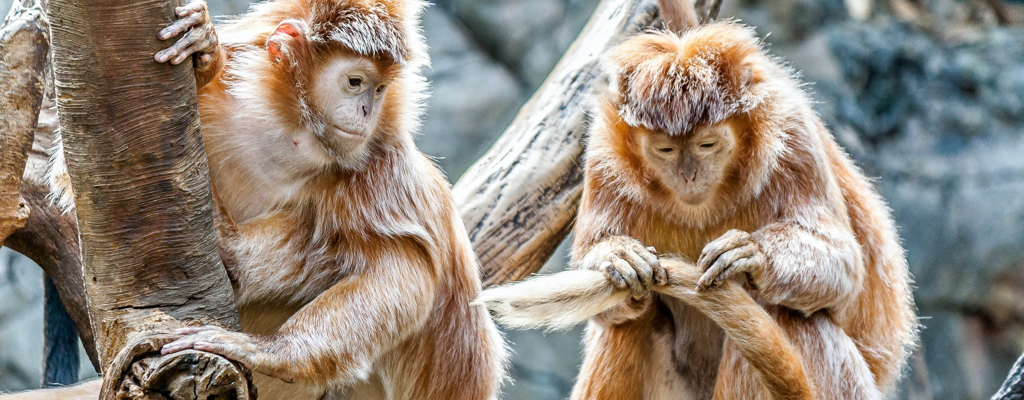 ZOO Jihlava