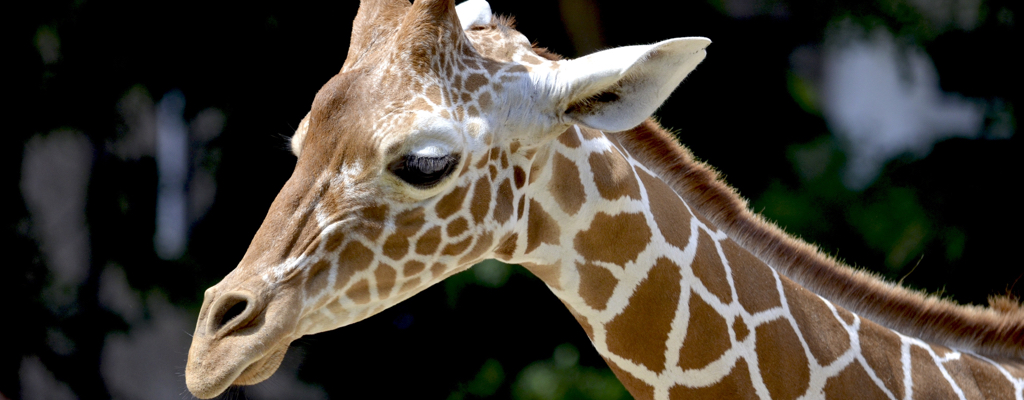 ZOO Olomouc