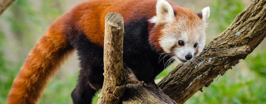 ZOO Opole
